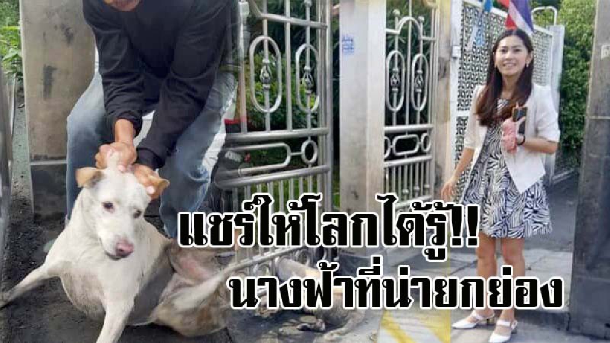 เธอคือนางฟ้าตัวจริง!! หญิงสาวขับรถผ่านมา เห็นสุนัขหัวติดคาอยู่กับช่องประตูบ้าน เลยเกิดความสงสาร เธอจึงทำสิ่งนี้ เพื่อช่วยน้องหมาให้ปลอดภัย!?