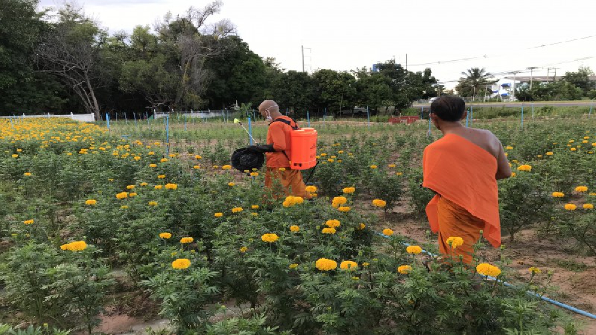 ศรีสะเกษ..! พระสงฆ์ปลูกต้นดาวเรืองบานสะพรั่งกว่า 20,000 ต้น ถวายเป็นพระราชกุศลถวายพ่อหลวง ร. 9 (ดูคลิป)