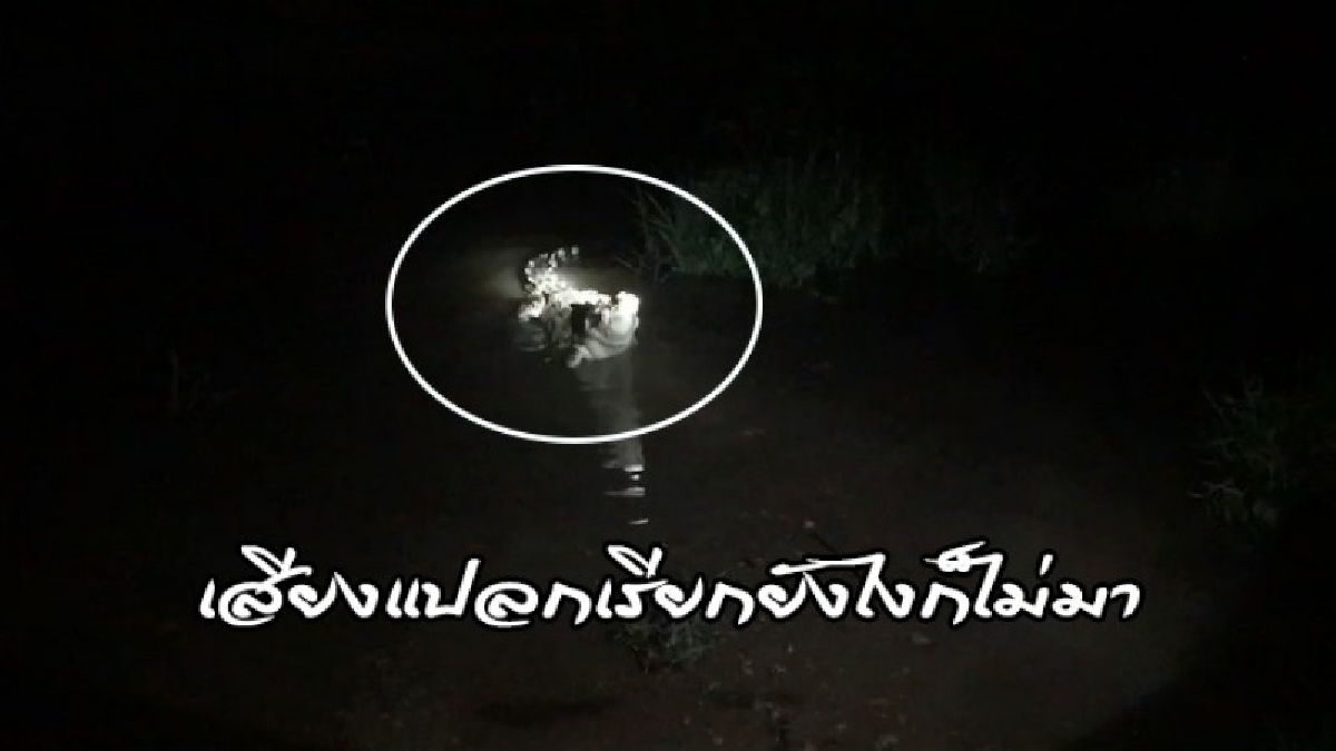 #อึ้งเลย ..! "เจ้าเป๊ป" จระเข้แห่งบึงบอระเพ็ด เชื่องขนาดเรียกขึ้นจากน้ำมากินไก่ได้ เผย..ถ้าเสียงแปลก เรียกยังไงก็ไม่มา ? (ดูคลิป)