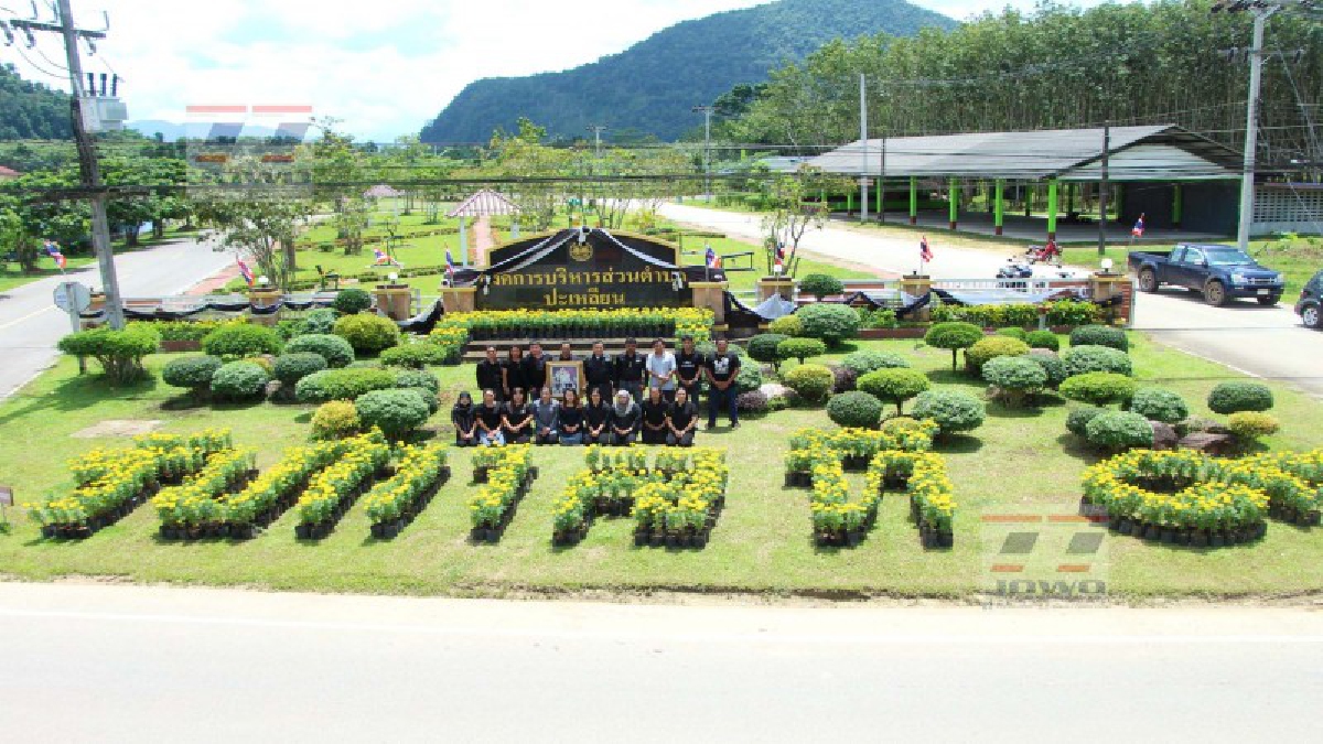 ตรัง!! อบต.ปะเหลียน ประดับดอกดาวเรือง เพื่อแสดงความจงรักภักดี และสำนึกในพระมหากรุณาธิคุณ ในหลวงรัชกาลที่ 9 (มีคลิป)