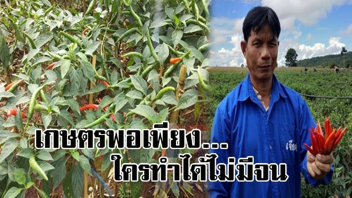 เกษตรพอเพียงตัวจริง ! หนุ่มใหญ่วัย56 ปลูกพริก 10 ไร่ เดือนเดียวรับเงินเหนาะๆเป็นแสน เผยเดินตามรอยพ่อ ใครทำได้ไม่มีจนแน่นอน..!? (คลิป)