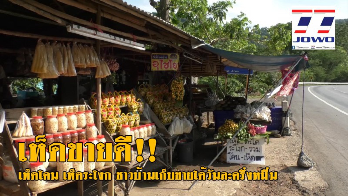 ออกแล้ว..! ของดีช่วงหน้าฝน ชาวบ้านเก็บ เห็ดโคน-เห็ดระโงก มาวางขายริมทาง คนแห่ซื้อจนไม่พอขาย รับรายได้เต็มๆวันละครึ่งหมื่น!? (คลิป)