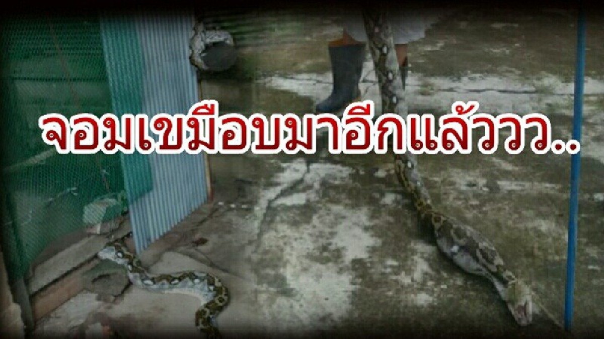 มันมาอีกแล้ว..! จอมเขมือบสุดตะกละบุกเล้าไก่ ทำชาวบ้านผวาไม่ได้หลับได้นอน จนต้องทำกับดักไว้รอ (มีคลิป)