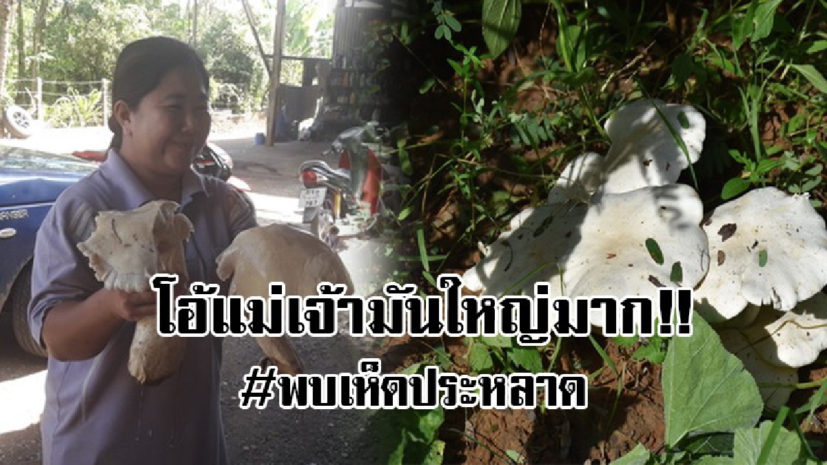 #โอ้แม่เจ้า..!? พบเห็ดขนาดใหญ่ ลักษณะประหลาด มีน้ำหนักเกือบ 1 ก.ก. คอหวยส่องกันตาแทบหลุด สุดท้ายนักวิชาการออกมาแจงความจริง ถึงกับร้องอ๋อ..!?