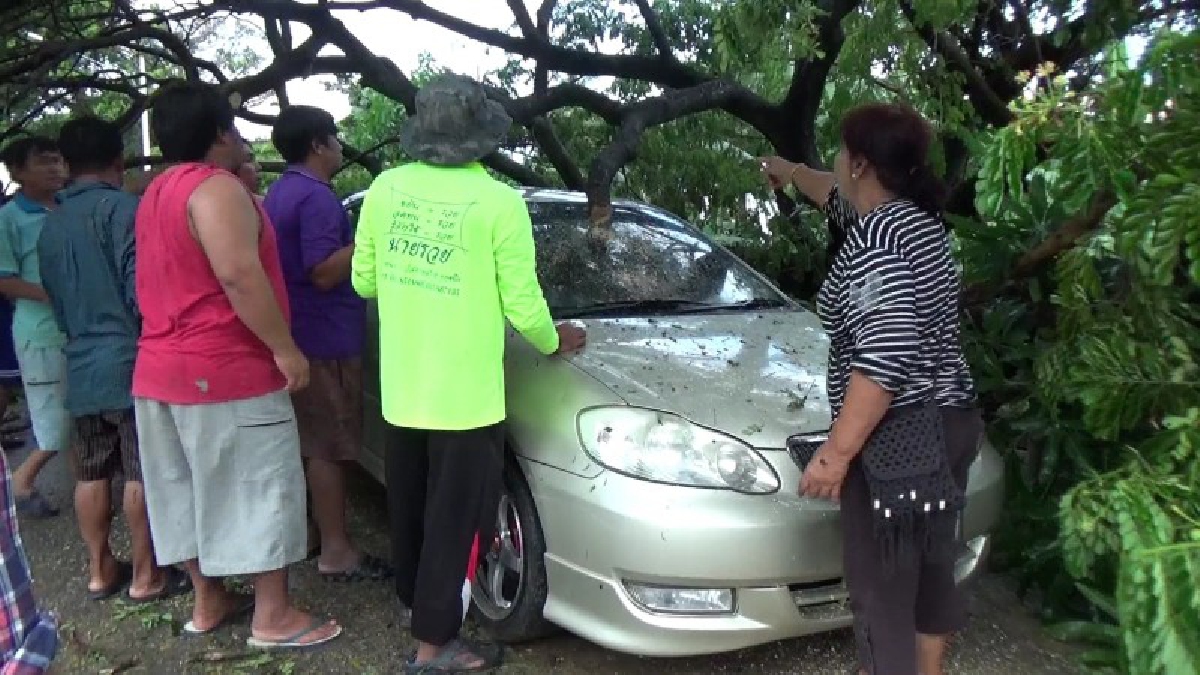 เคราะห์ซ้ำ กรรมซัด!!ชาวโผงเผงหนีน้ำท่วม จอดรถบนถนนดวงสุดซวยต้นก้ามปูเอนโค่นทับรถพังหลายคัน