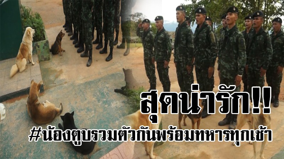 เจ้าตูบแสนรู้..!? เปิดคลิปสุดน่ารัก เจ้าตูบ 5 ตัว ได้ยินเพลงชาติทีไรต้องเกิดอาการแบบนี้ทุกที และไม่น่าเชื่อว่ามันจะทำสิ่งนี้พร้อมกับทหาร..!!