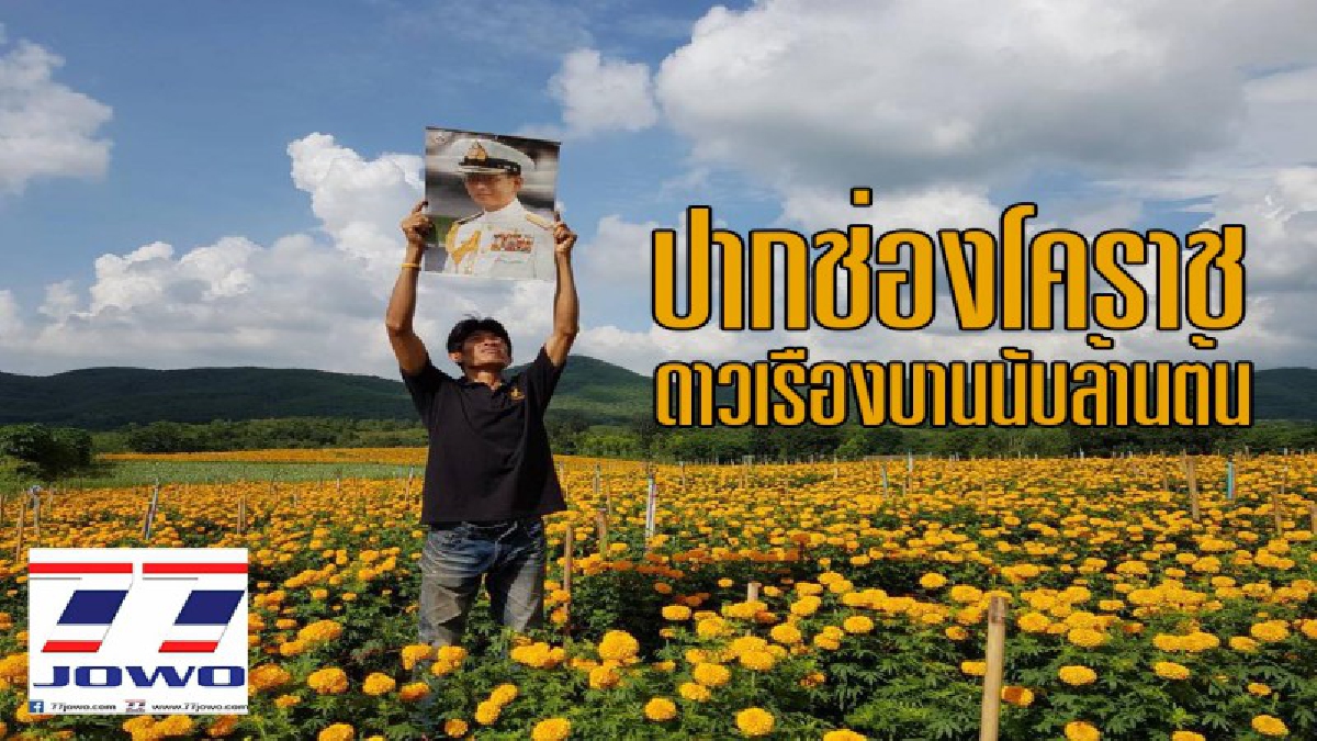 ดาวเรืองบานนับล้านต้น..!? เดือนตุลาคม ดอกดาวเรือง เหลืองสะพรั่ง ทั่วประเทศเป็นล้านๆดอก เป็นภาพที่สวยงามและหาดูได้ยาก..!!
