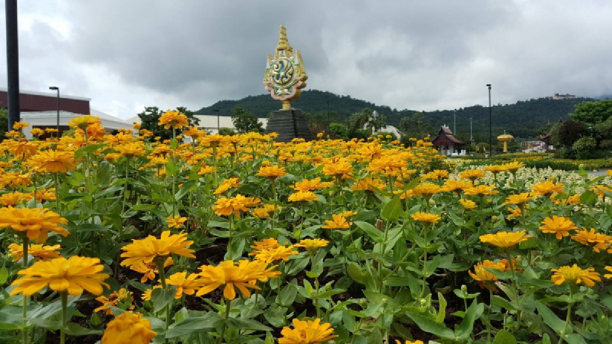 ดอกดาวเรืองและดอกไม้สีเหลืองนับแสนต้นบานสะพรั่งเต็มอุทยานหลวงราชพฤกษ์...น้อมรำลึกในพระมหากรุณาธิคุณในหลวงรัชกาลที่ 9