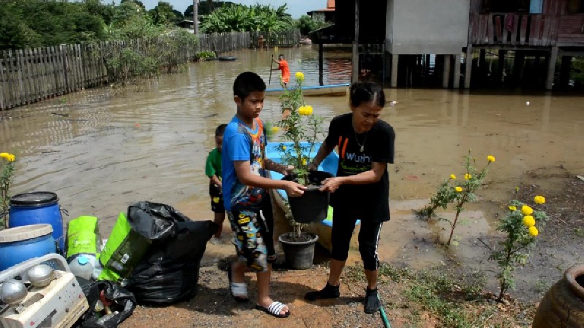 จะดูแลและรักษาให้ดีที่สุด..!! ชาวบ้านเร่งขนดอกดาวเรืองหนีน้ำ พร้อมเอ่ยปาก จะรักษาดอกดาวเรืองให้บานสะพรั่ง "เพื่อพ่อหลวง"