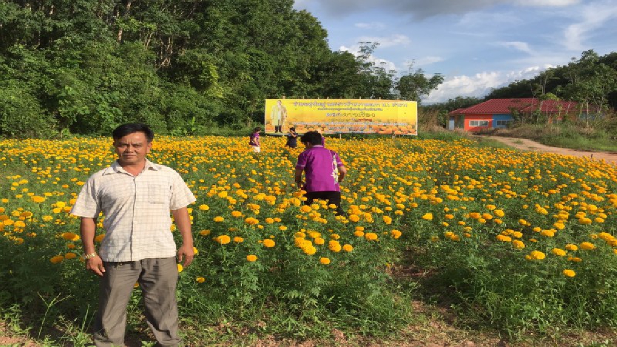 เนรมิตไร่ดาวเรือง..! ชาวบ้านบางตะเภา อ.ทุ่งใหญ่ ร่วมใจเนรมิตไร่ดาวเรืองเฉลิมพระเกียรติ-สะกดใจนักนักท่องเที่ยวแวะชมและถ่ายรูปสุดคึกคัก (คลิป)