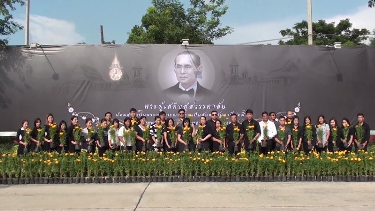 นายกองค์การบริหารส่วนจังหวัดอ่างทอง นำเจ้าหน้าที่และประชาชนจิตอาสาพร้อมใจร่วมกันปลูกต้นดาวเรืองถวายอาลัย ในหลวงรัชกาลที่ 9