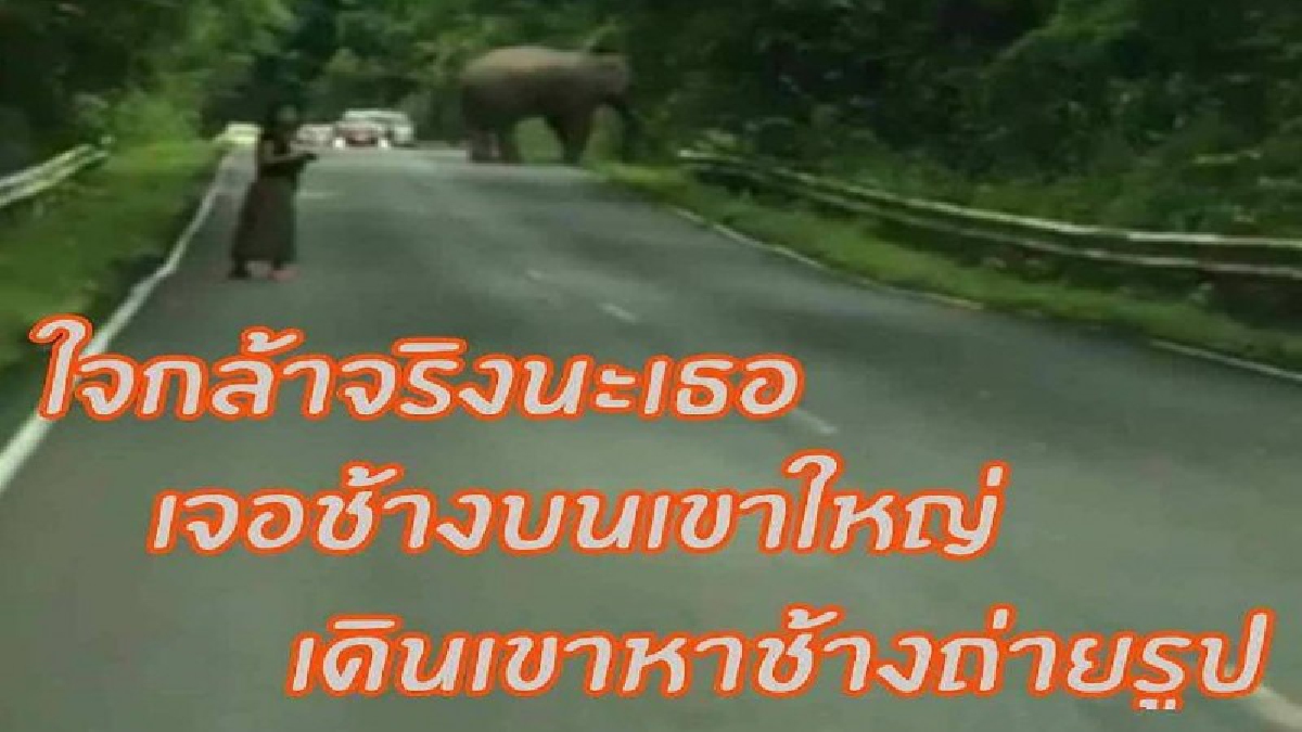 #ถ้าไม่เจ็บ..ไม่รู้สึกสินะ ? โซเชียลจวกยับ..สาวเจอช้างบนเขาใหญ่ เดินตรงดิ่งเข้าไปหา ถ่ายรูปสนุกสนาน (ดูคลิป)