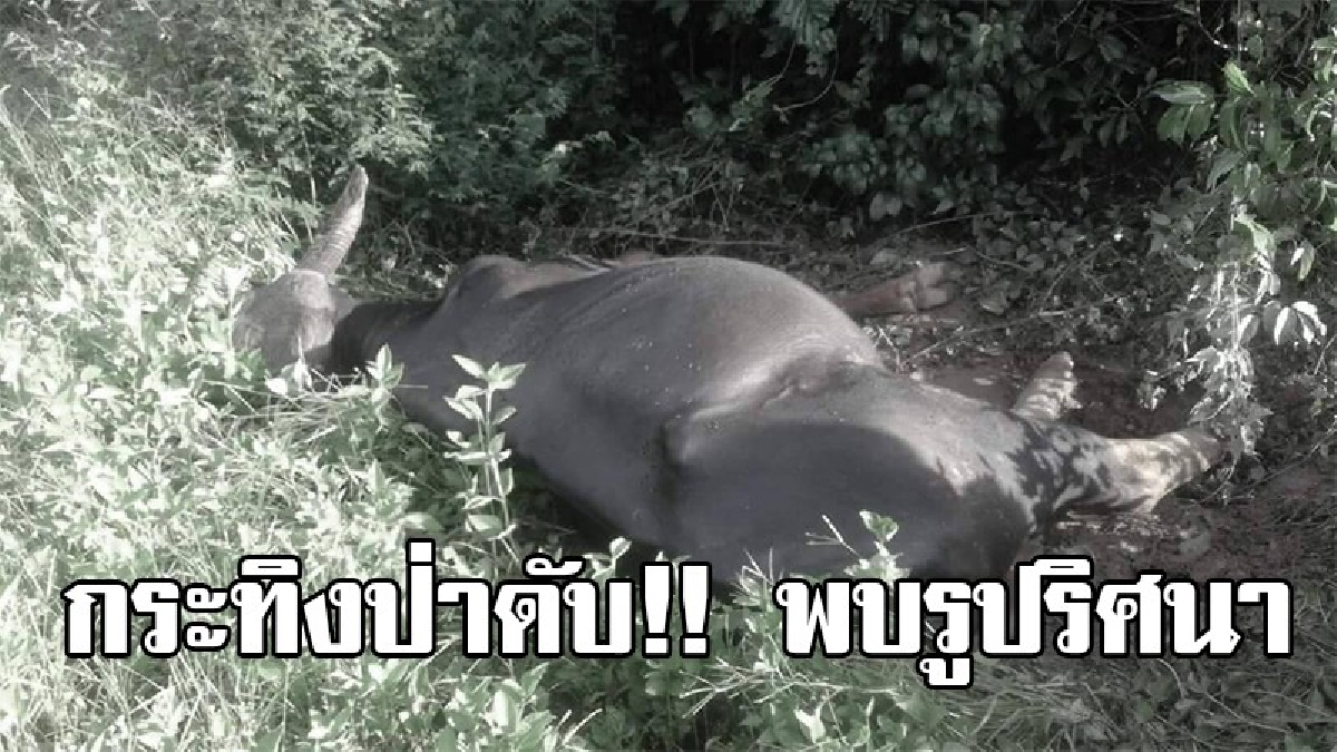 สุดสลด !! ชาวบ้านแตกฮือ เจอซากกระทิงป่า ที่บ่อทอง ชลบุรี ที่ร่างกายพบรูปริศนา คาดเป็นสาเหตุการตาย (มีคลิป)