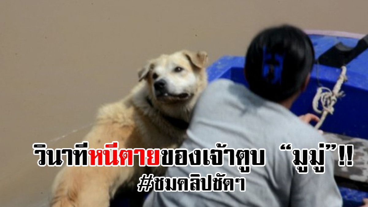 #รักเหมือนลูก..!? คลิปสุดซึ้ง เสี้ยวนาทีหนีความตายเมื่อเจ้าตูบ "มูมู่" พลัดตกแม่น้ำเจ้าพระยา เจ้าของตัดสินใจทำแบบนี้ทันที..!!