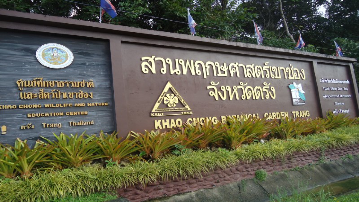 แก็งค์มอดไม้เหิมเกริม!! ล้มไม้พยุงใหญ่หายไปทั้งต้น ทั้งที่อยู่ในเขตสวนพฤกษศาสตร์เขาช่อง และเขตห้ามล่าสัตว์ปาเทือกเขาบรรทัด..!?