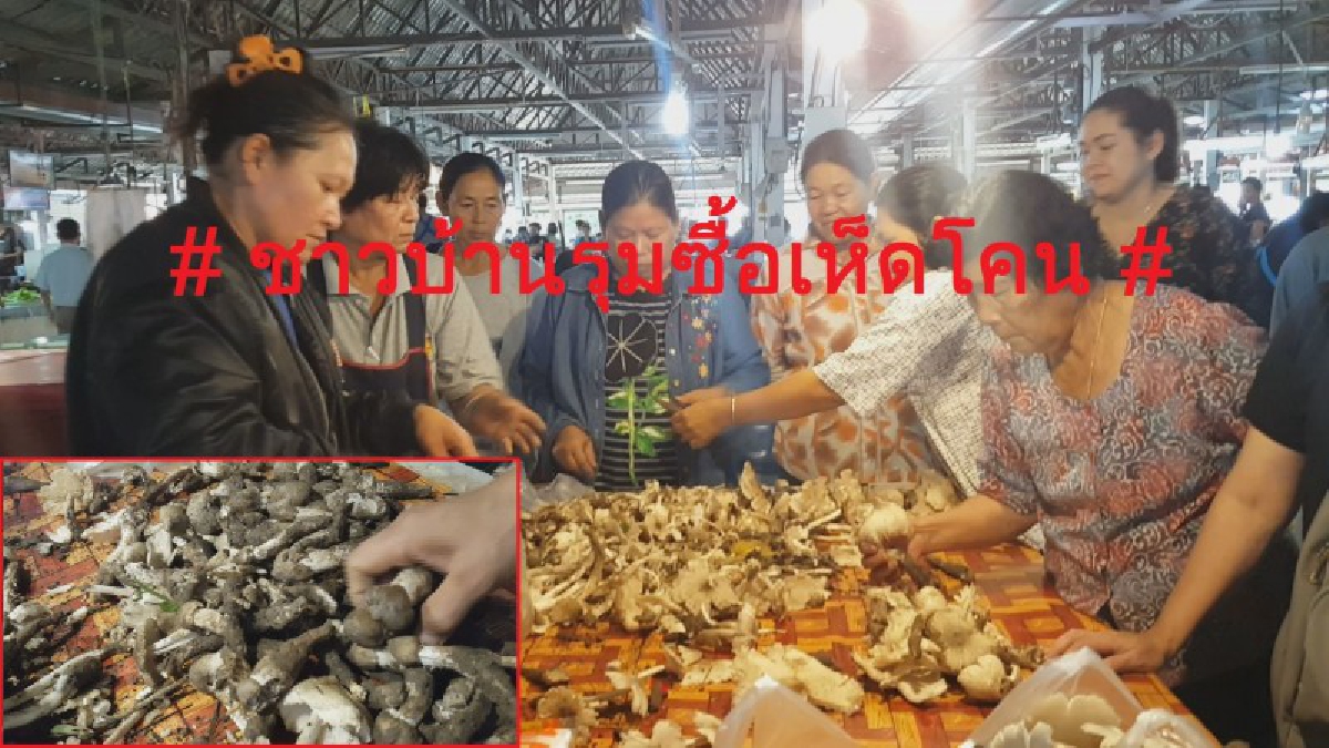 มันมาหลังฝน!! ชาวบ้านแย่งกันเก็บเห็ดโคนขาย สร้างรายได้เป็นกอบเป็นกำ ราคากำลังสูง (ชมคลิป)