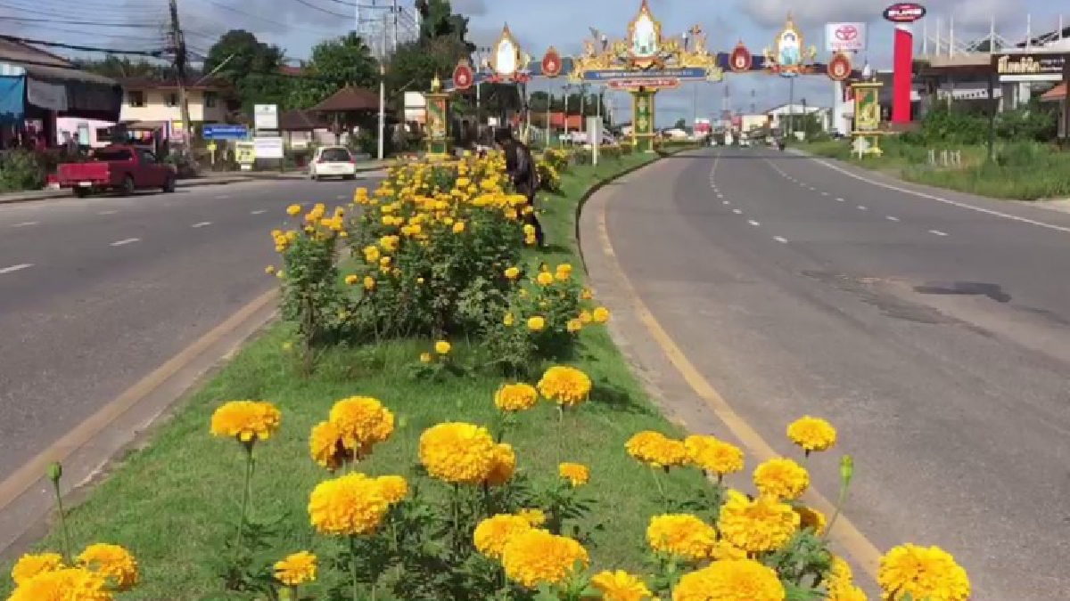 ถนนสายดาวเรือง!! เทศบาลท่ายาง เมืองคอน เนรมิตดาวเรืองเหลืองอร่ามสวยงามตลอดเกาะกลางถนน-นักท่องเที่ยวชื่นชมประตูเชื่อมอ่าวไทย-อันดามัน(คลิป)
