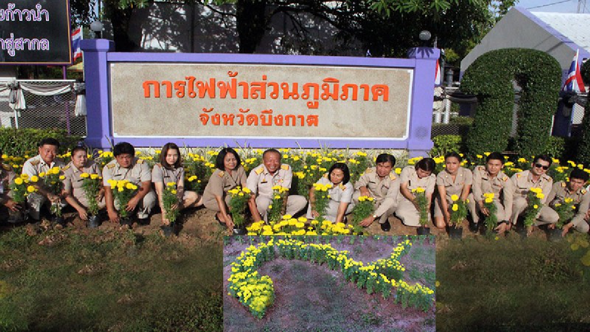บึงกาฬ!! พนักงานการไฟฟ้าร่วมกันปลูกดอกดาวเรืองถวายเป็นพระราชกุศลในหลวง ร.9