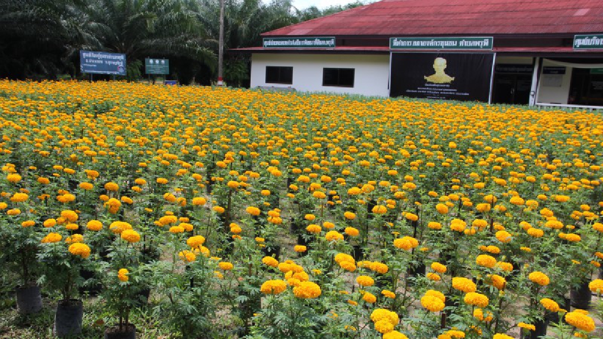 #ห้ามพลาด ลานดาวเรืองร้อยใจภักดิ์ ถวายแด่ พ่อหลวง บานสะพรั่ง 3519 ดอก ชาวบ้านแห่ถ่ายรูปชมความสวยงาม (ดูคลิป)