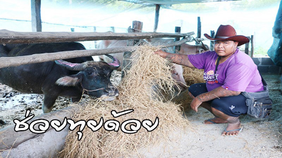 #มรดกคนจน ..! พ่อยกควายให้เลี้ยง เจอแม่น้ำยมล้นตลิ่ง ทำเอาเจ้าทุยเดือดร้อน หาหญ้ากว่าจะได้แต่ละกำ แสนลำบาก วอนรัฐช่วยด้วย (ดูคลิป)