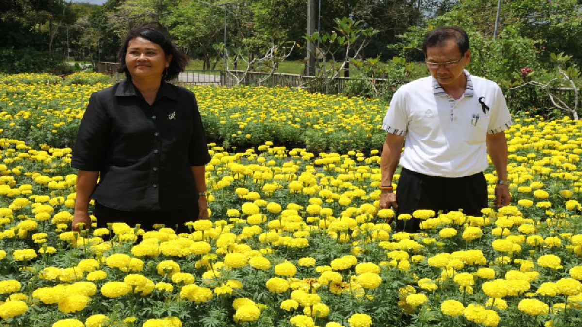 บานสะพรั่งทั้งเมืองตรัง!! ต้นดอกดาวเรือง 2 หมื่นต้นประดับตกแต่งเมือง เขตเทศบาลนครตรัง เพื่อแสดงความจงรักภักดีถวายแด่ในหลวง รัชกาลที่ 9
