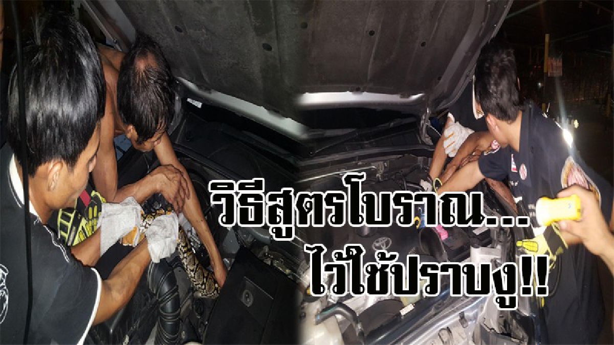 เย่อระทึกกว่า 3 ชม. !! งูเหลือมยาว 4 เมตร ซุกห้องเครื่องรถยนต์ ทำยังไงก็ไม่ยอมออก สุดท้ายต้องใช้วิธีสูตรโบราณ ของคนกัมพูชาแบบนี้..!?