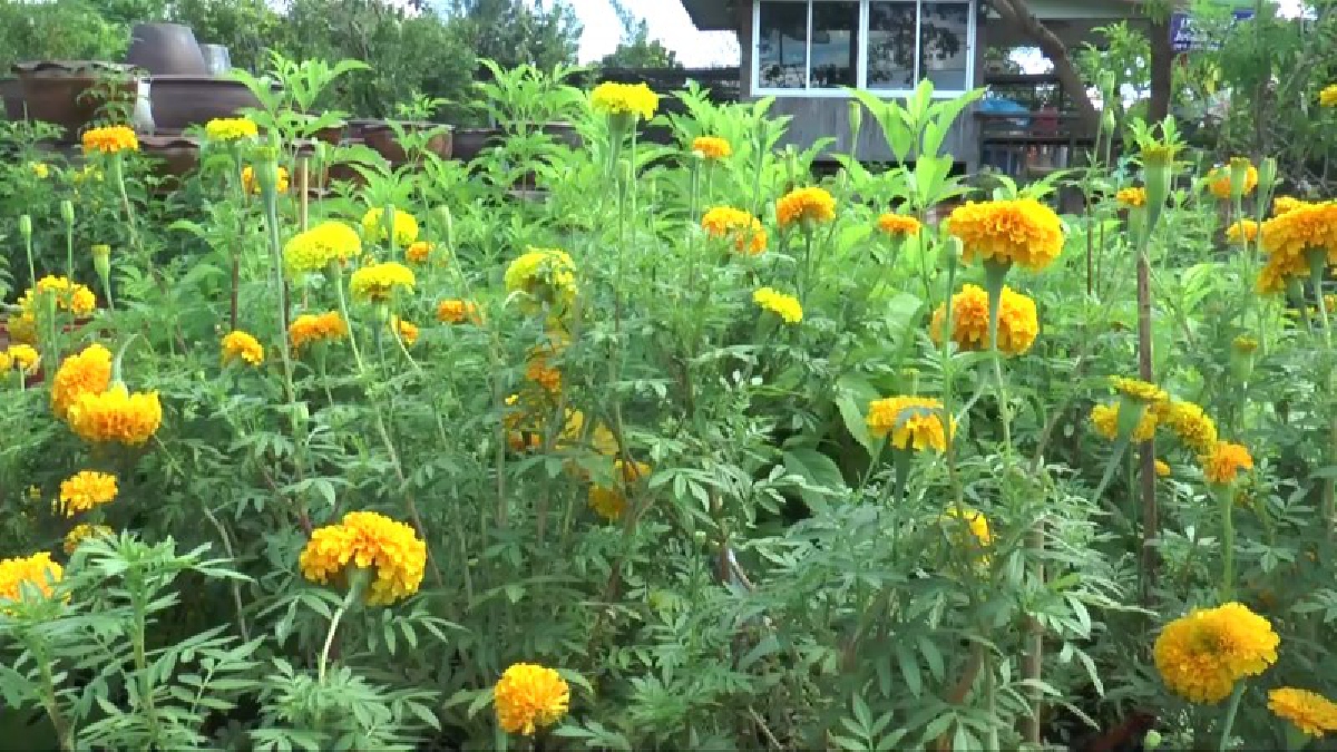 #ขายดี..!! ดอกไม้สีเหลืองทุกชนิดขายดี ไม่เว้นไม้ยืนต้น เจ้าของร้านจำหน่ายพันธุ์ไม้เผย ยังมีดอกไม้ชนิดอื่นที่ดอกเป็นสีเหลือขายดีทั้งสิ้น..!!