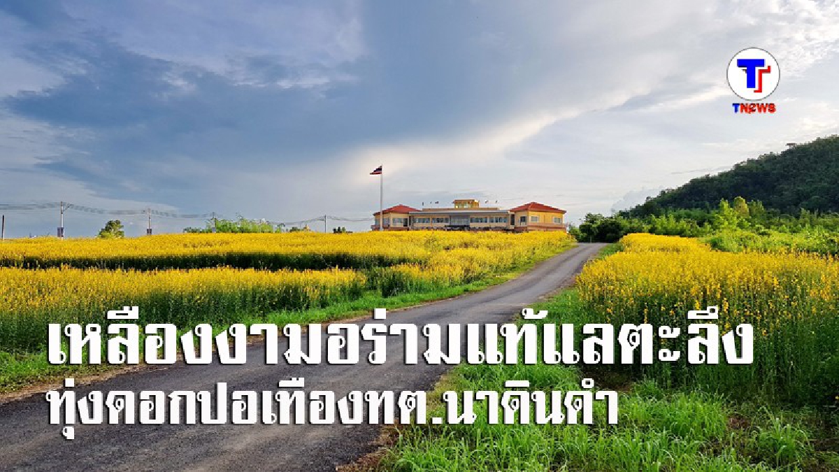 ดึงดูดทุกสายตา..!! เหลืองงามอร่ามแท้แลตะลึง ทุ่งปอเทือง ทต.นาดินดำ จุดท่องเที่ยวแห่งใหม่ มีผู้คนแห่กันมาชมวิว-ถ่ายรูป กันไม่ขาดสาย (มีคลิป)