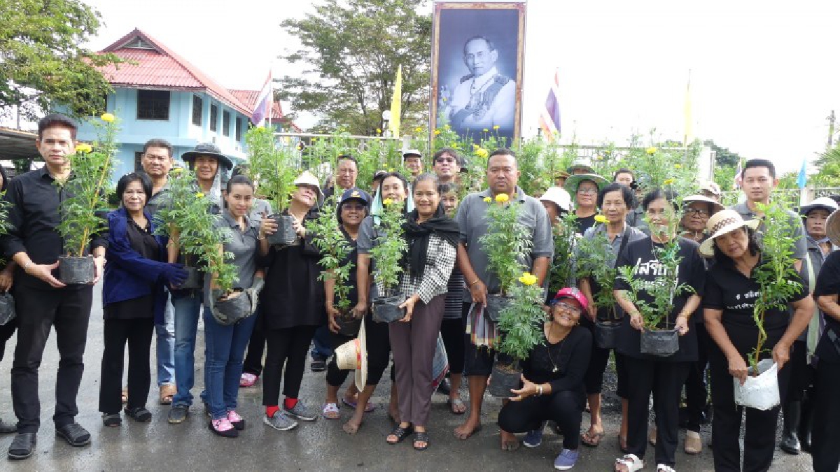 ปทุมธานี!! ชาวบ้านคูขวางร่วมปลูกต้นดาวเรือง 2,000 ต้น พร้อมใจส่งเสด็จในหลวงรัชกาลที่ 9