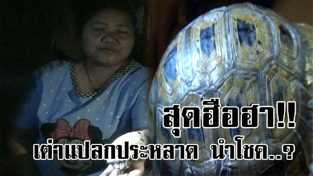 ฮือฮากันทั้งบาง..! ชาวบ้านพบ เต่านาแปลกประหลาด ขณะออกไปเก็บเห็ด สุดอึ้ง เมื่อมีกระดองคล้ายรูปสัตว์และสิ่งของ เชื่อเป็นเต่านำโชค!? (คลิป)