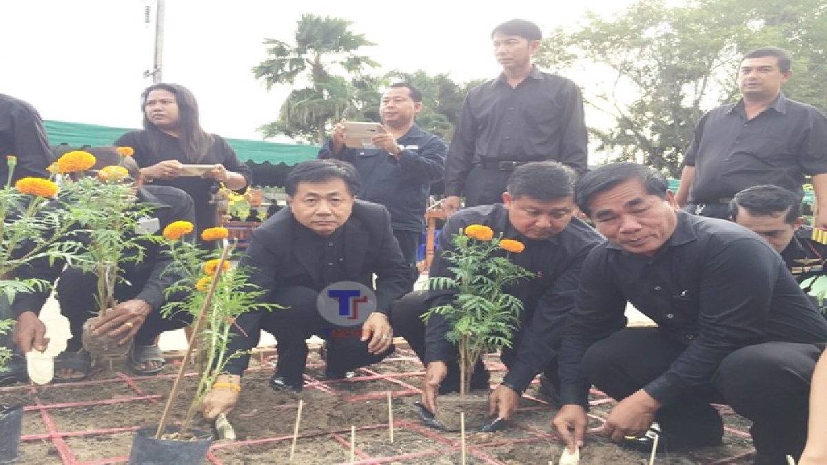 ร่วมมือร่วมใจ!! อบต. ตะพงนำประชาชนร่วมปลูกดาวเรือง เพื่อถวายเป็นพระราชกุศลและรำลึกในพระมหากรุณาธิคุณของพ่อหลวงรัชกาลที่ 9..!?