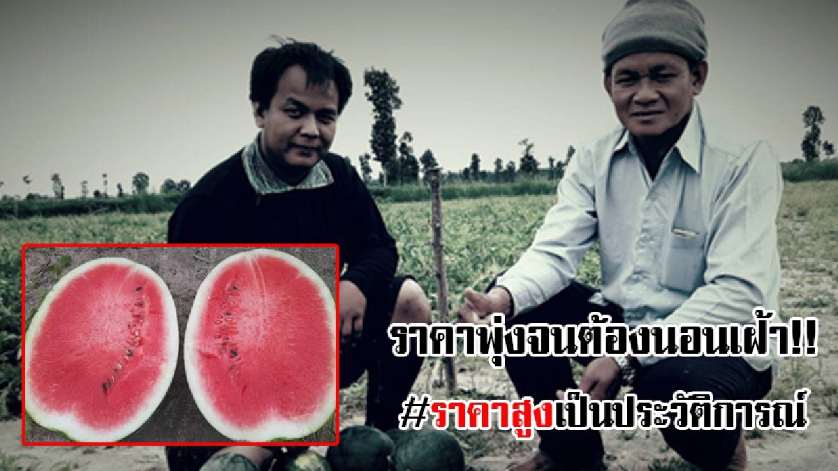 #ปีทอง..!! เกษตรกรเฮลั่น "แตงโม" ราคาพุ่งสูงถึงกิโลกรัมละ 8 บาท ถือว่าสูงสุดในประวัติการณ์ ถึงขั้นต้องนอนเฝ้ากันเลยทีเดียว..!?