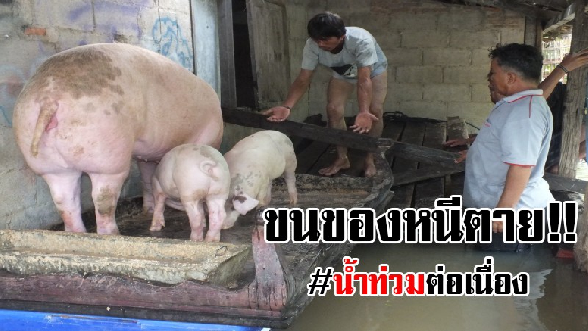 #ขนของหนีตาย..!! ลำน้ำมูลล้นตลิ่งไหลเอ่อเข้าท่วมบ้านเรือน ที่อำเภอพิมาย โคราช ชาวบ้านเร่งขนย้ายสิ่งของและสัตว์เลี้ยงไว้บนที่สูง..!?