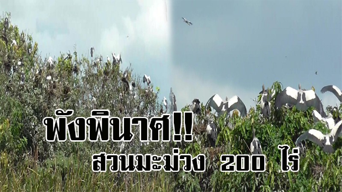 #สุดระทม..! ชาวสวนมะม่วงผวา นกปากห่างหลายแสนตัว บุกยึดพื้นที่กว่า 200 ไร่ เป็นที่อาศัยและขยายพันธุ์ สร้างความเดือดร้อนอย่างหนัก!? (คลิป)