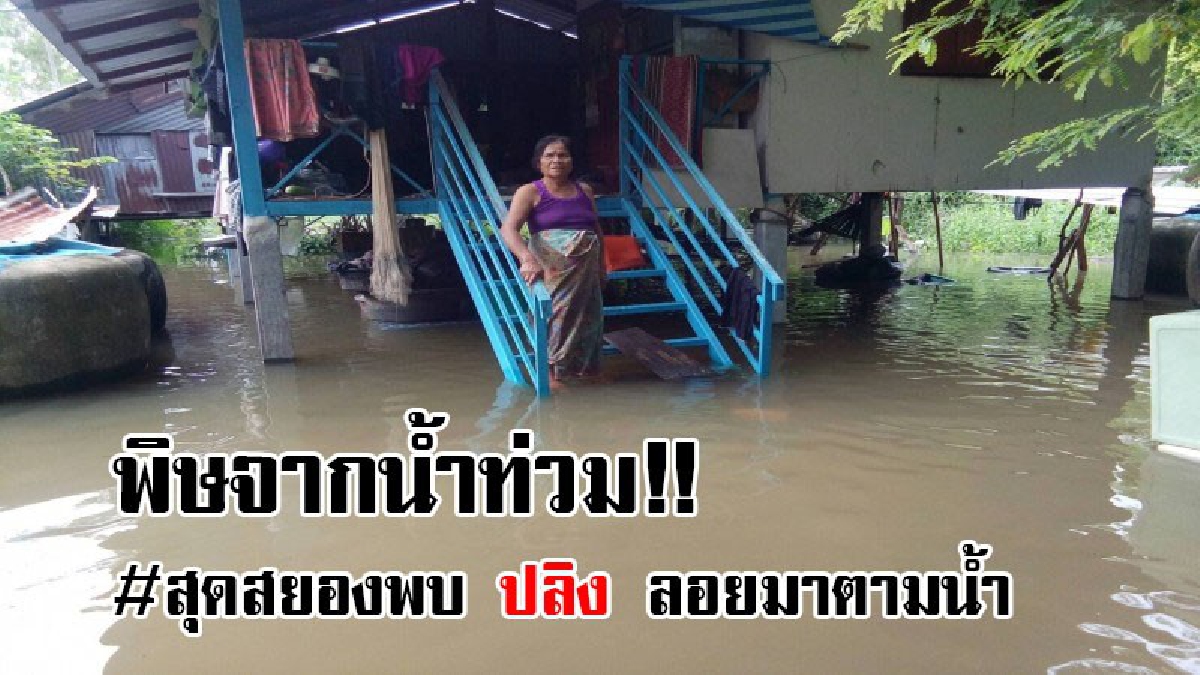 #น้ำท่วมสยอง..!! น้ำทะลักเข้าท่วมบ้านเรือนประชาชน ในอำเภอพิมาย เดือนร้อนหนัก แถมมีปลิงลอยตามน้ำมาอีกด้วย..!! (คลิป)