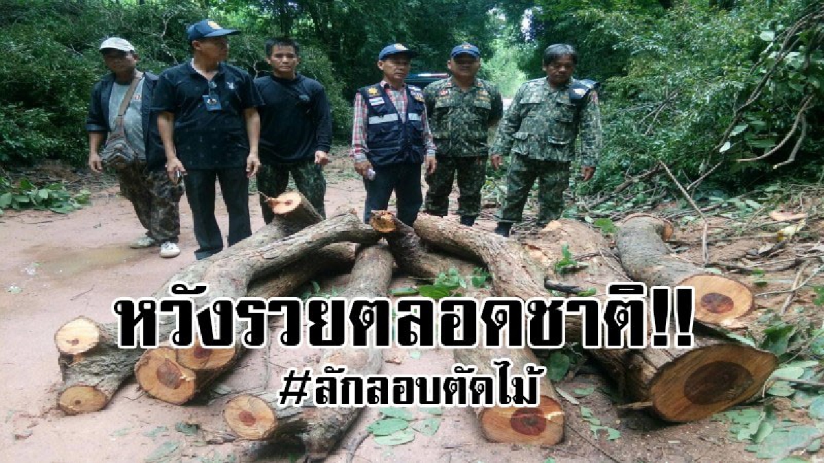 #หวังรวยทางลัด..!! โจรแสบ ย่องลักลอบตัดไม้พะยูงในพื้นที่ป่าชุมชน มูลค่านับแสนบาท (คลิป)