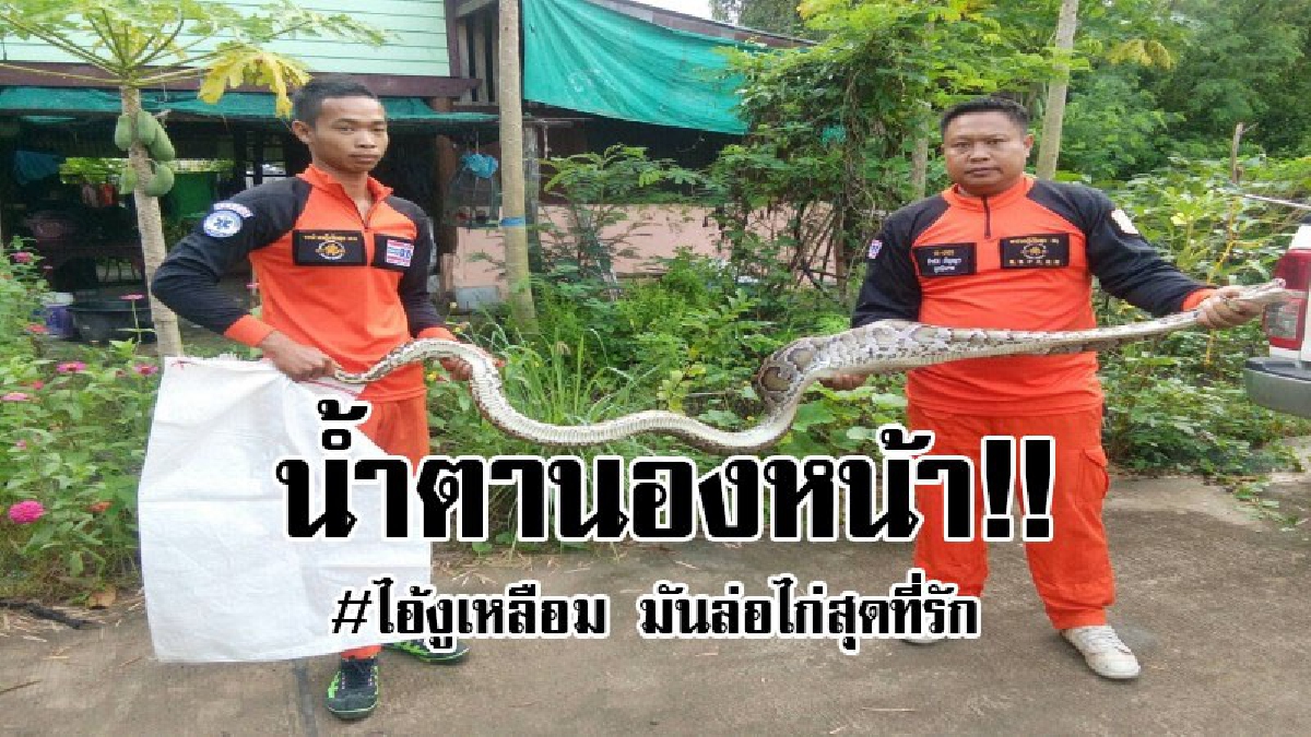 #น้ำตานองหน้า..! งูเหลามหนีน้ำท่วม ย่องเขมือบไก่ชนราคาแพง เจ้าของถึงกับเข่าทรุด เพราะเป็น "ไก่ที่รักมาก"...!? (ชมคลิป )