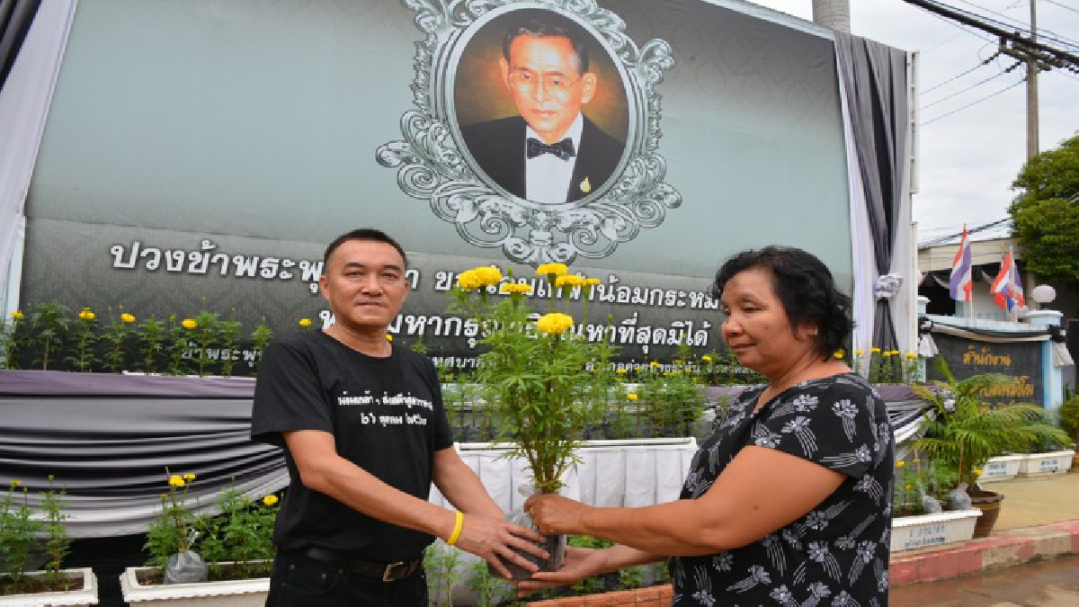 เทศบาลโพสังโฆแจกต้นดาวเรือง จำนวน 22,999 ต้น ถวายความอาลัยองค์พ่อหลวง ร.9 (คลิป)