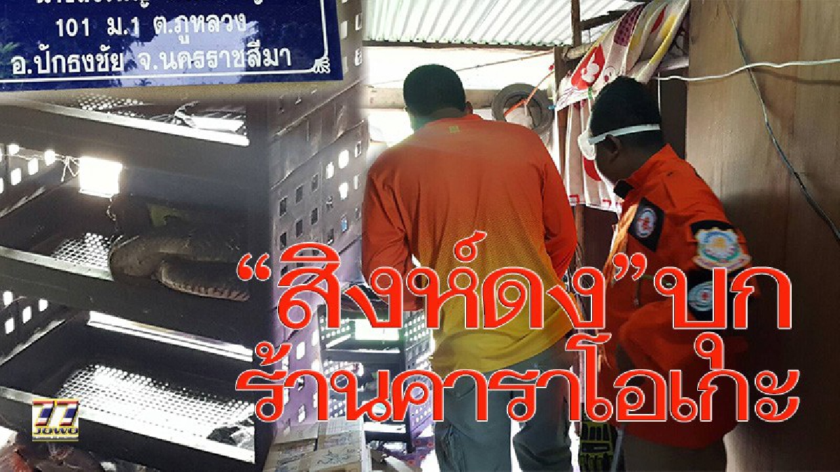 งูสิงห์ดง บุกร้านคาราโอเกะชื่อดัง เจ้าของร้านถือเคล็ดเป็นการให้โชค เอาเลขที่บ้านตีเลขเด็ด หวังรวยก็งวดนี่แหละ