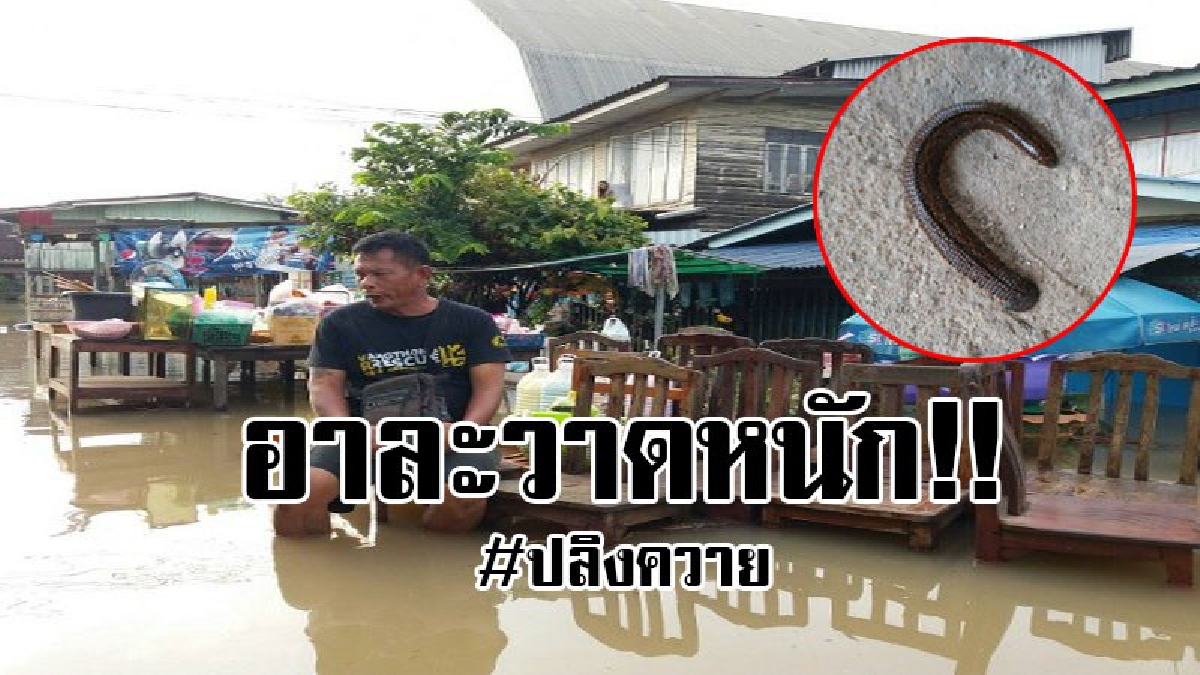 #สุดสยองชวนขนหัวลุก..!? น้ำไหลทะลักเข้าท่วมตำบลบางปลากด หลายสิบหลังคาเรือน ทำเอา "ปลิงควาย" อาละวาดหนัก..!!