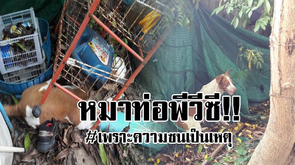 #เข้าไปได้ยังไง..!! หน่วยกู้ภัยสว่างประทีปศรีราชา ไปเจอสภาพสุนัขเพศเมีย ถึงกับร้องโอพระเจ้า ทำไมมันถึง "หัวติดท่อพีวีซี" แบบนั้น..!? (คลิป)