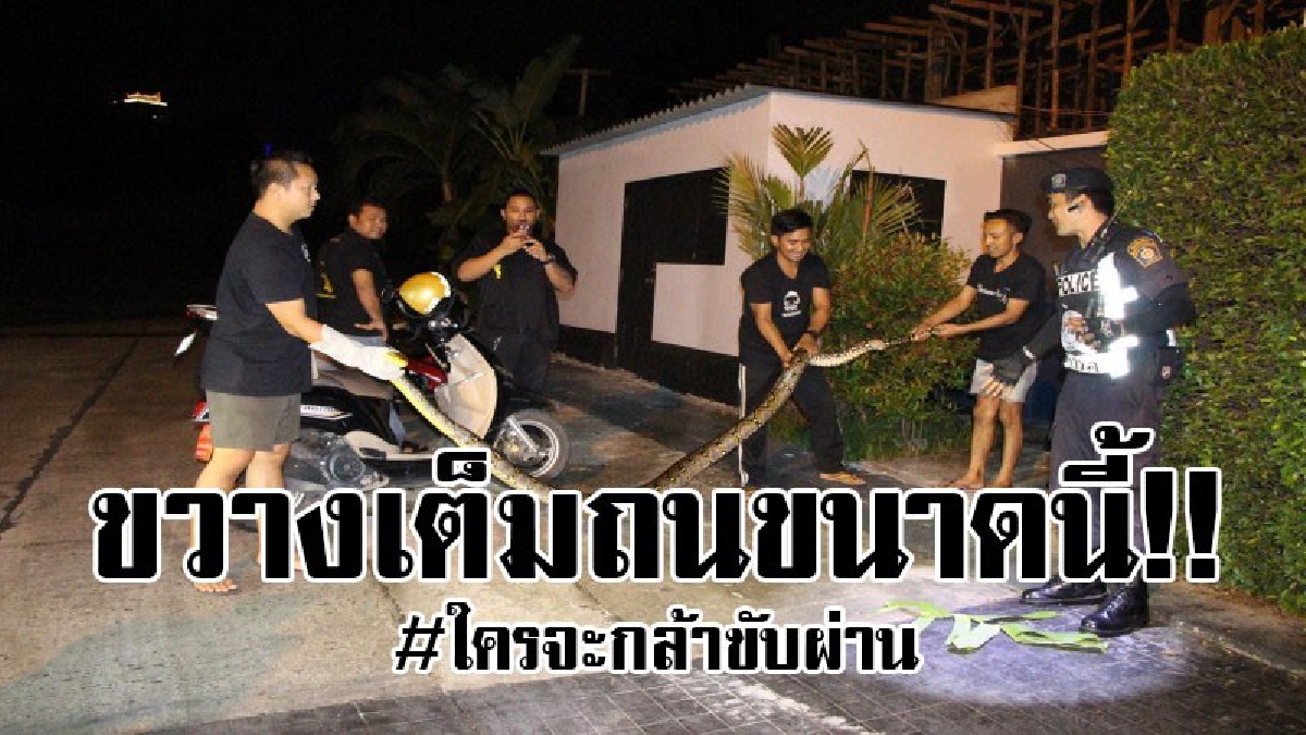 #สัตว์สยอง..!! หนุ่มเจ้าของร้านอาหาร ถึงกับผงะ เจองูเหลือมขวางเต็มถนน ตัวใหญ่สุดๆ จึงรีบโร่แจ้งกู้ภัย จับปล่อยสู่ธรรมชาติ..!? (ชมคลิป)