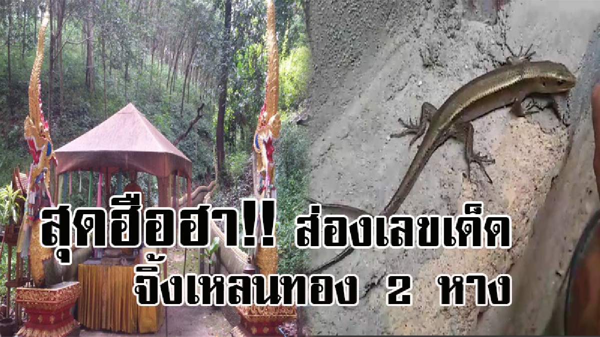 เลขเด็ดงวดนี้มาแล้ว !! นักบุญแห่ตีเลขเด็ด จิ้งเหลนทอง 2 หาง หลังออกมาโชว์ตัว กินน้ำมนต์แล้วหายไป เชื่อเป็นรุกขเทวดาแปลงร่างมาให้โชค..!?