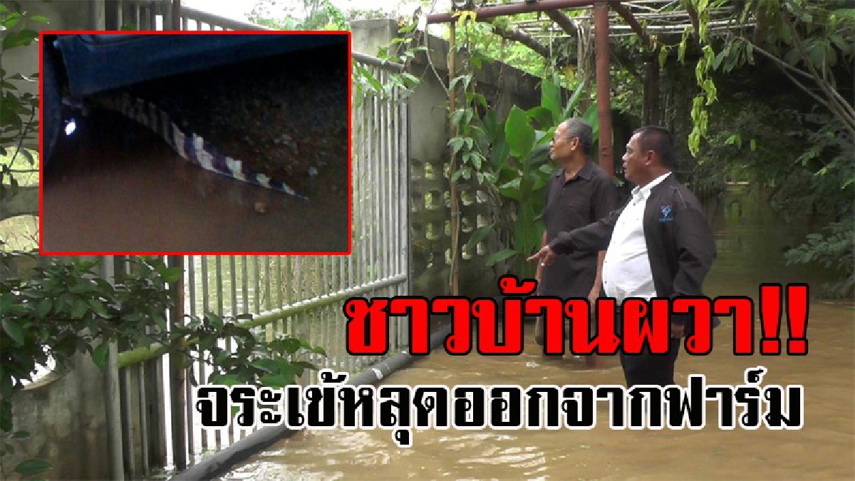 ช็อคกันทั้งบาง..! เพชรบูรณ์น้ำท่วมสูง ทำชาวบ้านผวา หลังจระเข้หลุด อึ้งหนักซ้ำสอง เมื่อรู้ว่าฟาร์มไม่ได้ต่อใบอนุญาต มากว่า 20 ปีแล้ว!? (คลิป)