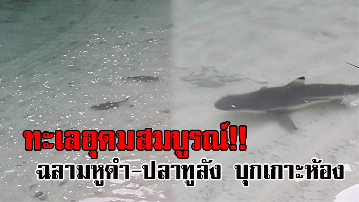 สุดตื่นตา..!! พบฝูงฉลามหูดำ ฝูงปลาทูลังนับ 100 ตัว แหวกว่ายหาอาหาร ที่เกาะห้อง บ่งชี้ถึงความสมบูรณ์ของทะเล (มีคลิป)