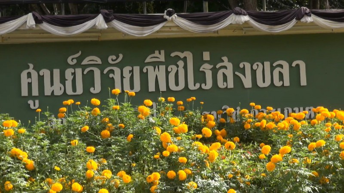 สงขลา..!! ทุ่งดอกปอเทือง และทุ่งดอกทานตะวัน บานสวยงามรับพระราชพิธีถวายพระเพลิงพระบรมศพ ในหลวง ร.9 (มีคลิป)