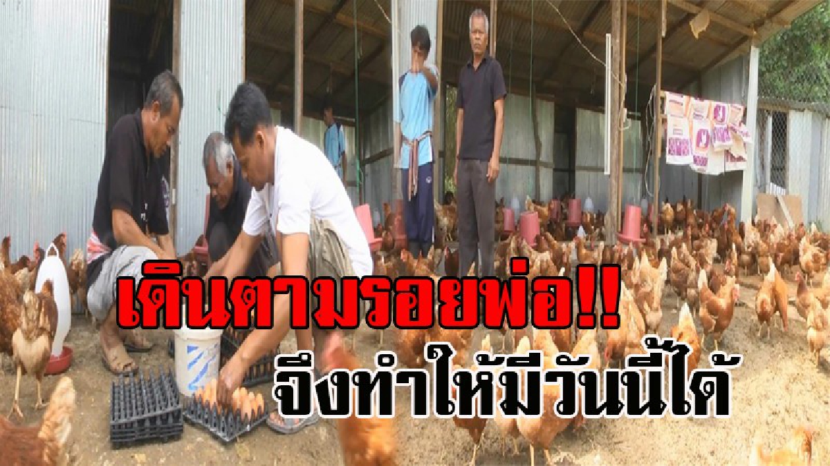 เพราะพ่อ..จึงทำให้มีวันนี้ !! ประสบความสำเร็จ ชาวบ้านเดินตามรอยเท้าพ่อ รวมกลุ่มเลี้ยงไก่ไข่ สร้างรายได้เกือบ 2 หมื่นบาทต่อเดือน (มีคลิป)