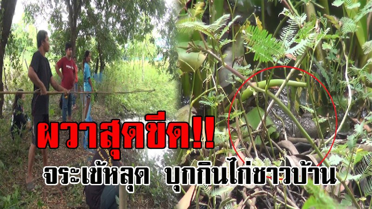 แตกตื่นทั้งบาง..! จระเข้หลุดออกจากฟาร์ม มากินไก่ชาวบ้าน ก่อนจะหนีลงไปในหนองน้ำ จนท.และชาวบ้าน ช่วยกันตามล่าตัว แต่ยังไม่สามารถจับได้ (คลิป)