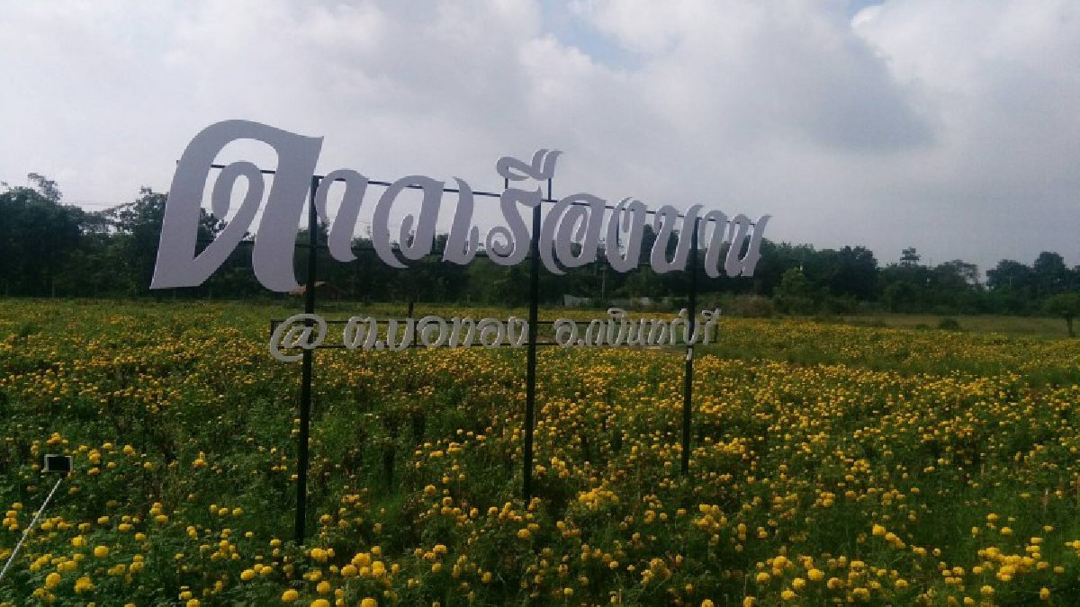 ทุ่งดาวเรืองบาน@ ต.บ่อทอง!!! กว่า 60,000 ต้น บนพื้นที่ 16 ไร่!!! รับกำหนดการพระราชพิธีงานพระราชพิธีถวายพระเพลิงพระบรมศพ ในหลวงรัชกาลที่ 9