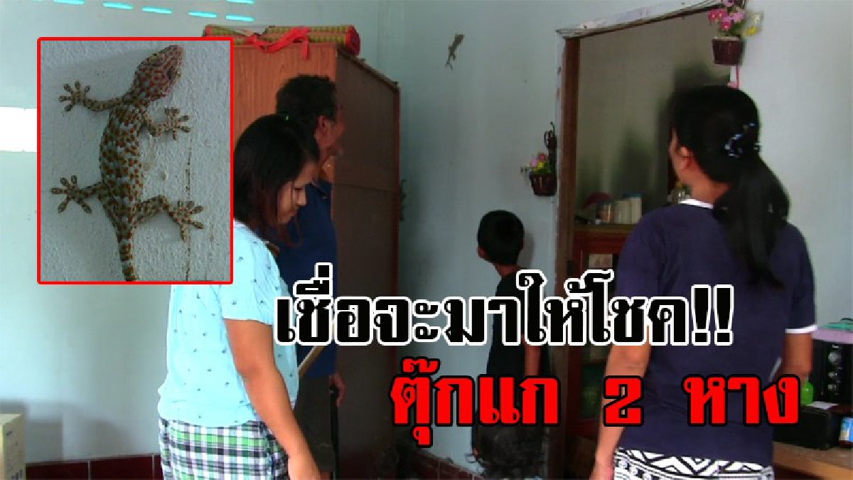 แตกตื่นทั้งบาง..!! ชาวโคราช แห่ดูตุ๊กแก 2 หาง อยู่มาตั้งแต่เล็กจนโต แห่ตีเลขเด็ดจากเสียงร้อง ชาวบ้านเชื่อจะนำโชคมาให้!? (มีคลิป)